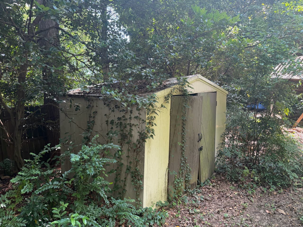Small yellow garden shed surrounded by vegetation
